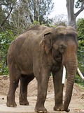 Asian Elephant Indian Asian_elephant_-_melbourne_zoo