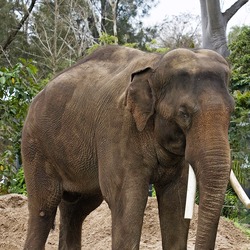 Asian Elephant Indian Asian_elephant_-_melbourne_zoo