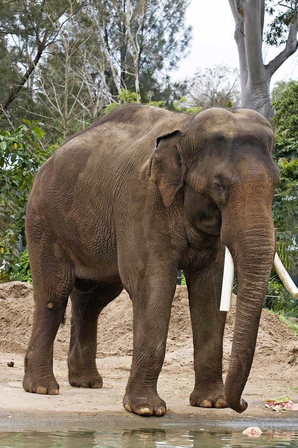 Asian Elephant Indian Asian_elephant_-_melbourne_zoo