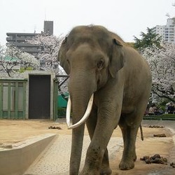 Asian Elephant Indian Asian_elephant_2