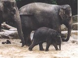Asian Elephant Indian Asian_elephant