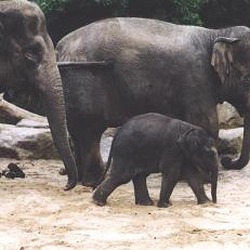 Asian Elephant Indian Asian_elephant