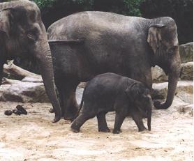 Asian Elephant Indian Asian_elephant