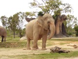 Large Land Mammals