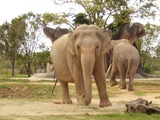 Elephants