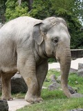 Asian Elephant Indian Auckland Zoo