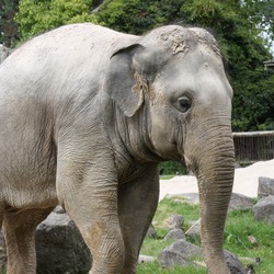 Asian Elephant Indian Auckland Zoo