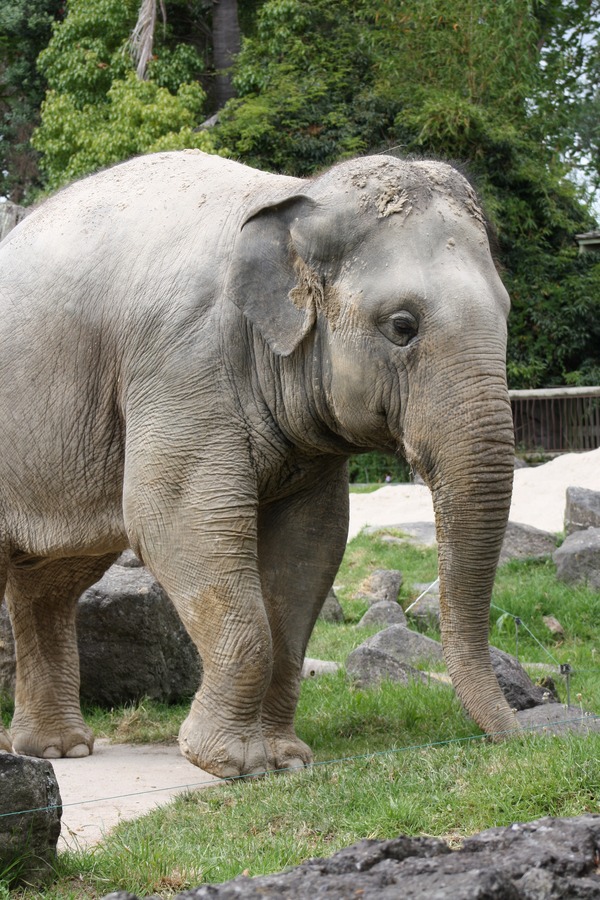 Asian Elephant Indian Auckland Zoo