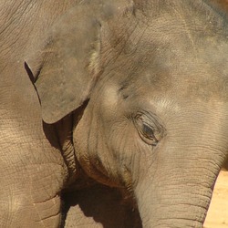 Asian Elephant Indian Baby_Elephant_Close-up