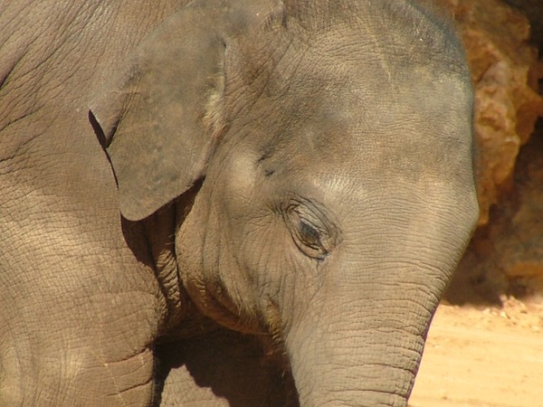 Asian Elephant Indian Baby_Elephant_Close-up