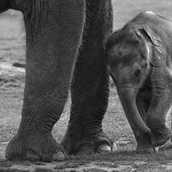 Baby Elephant