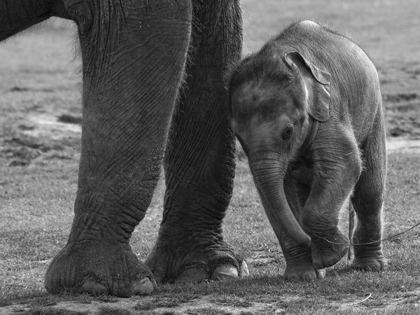 Baby Elephant