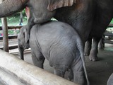 Asian Elephant Photo Gallery
