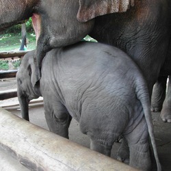 Asian Elephant Indian Baby_elephant