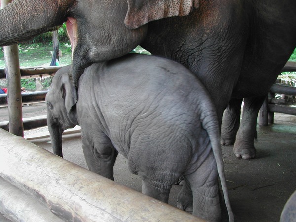 Asian Elephant Indian Baby_elephant