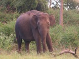 Asian Elephant Indian Bandipur