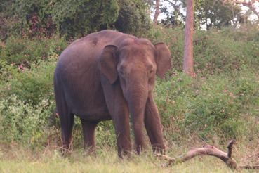 Asian Elephant Indian Bandipur