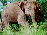 Asian Elephant Indian Borneo Loxodonta cyclotis