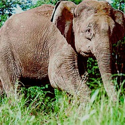 Asian Elephant Indian Borneo Loxodonta cyclotis