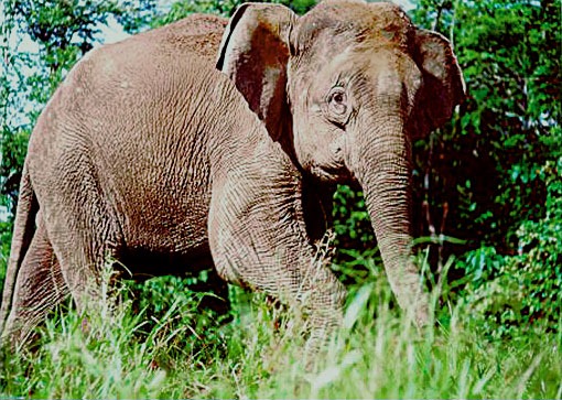 Asian Elephant Indian Borneo Loxodonta cyclotis