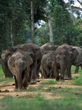 Asian Elephant Indian Borneo elephants