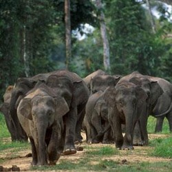 Asian Elephant Indian Borneo elephants