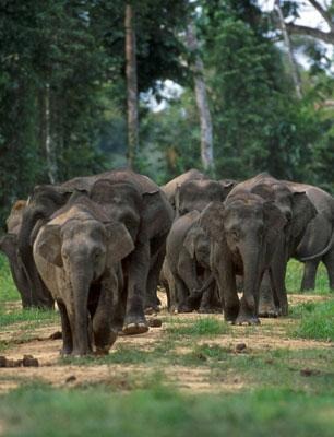 Asian Elephant Indian Borneo elephants