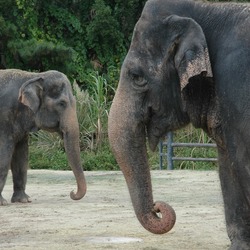Asian Elephant Indian Central Florida Zoo