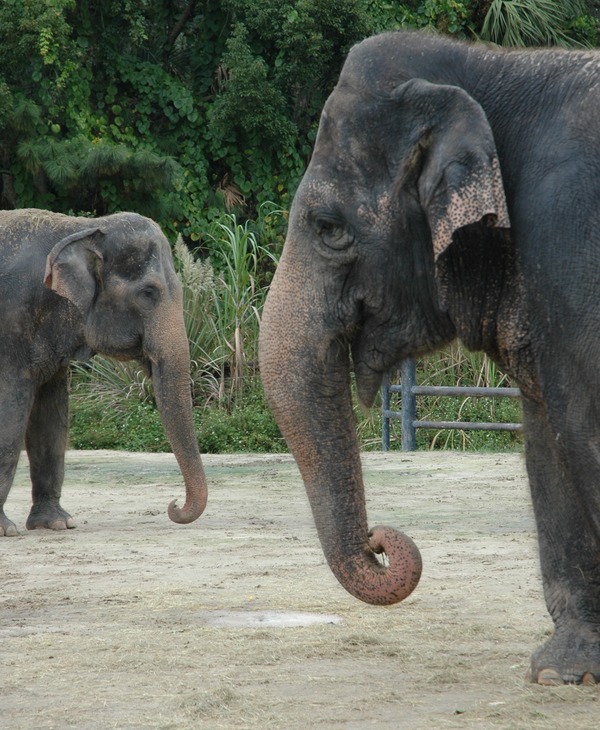 Asian Elephant Indian Central Florida Zoo