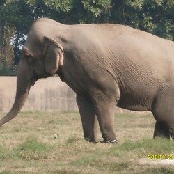 Asian Elephant Indian Chattbir Punjab