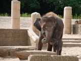 Asian Elephant Indian Dschungelpalast