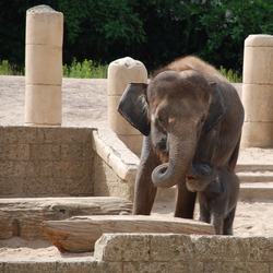 Asian Elephant Indian Dschungelpalast