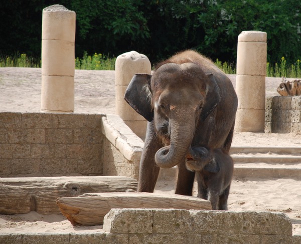 Asian Elephant Indian Dschungelpalast