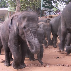 Asian Elephant Indian Elefanten pinawela