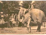 Asian Elephant Indian Elephant Joy Ride