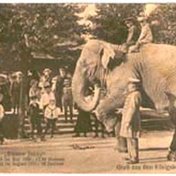 Asian Elephant Indian Elephant Joy Ride