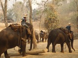 Asian Elephant Indian Elephant Training Camp
