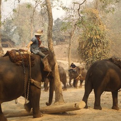 Asian Elephant Indian Elephant Training Camp