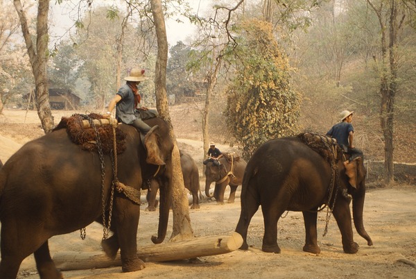 Asian Elephant Indian Elephant Training Camp