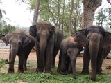 Asian Elephant Indian Elephant india