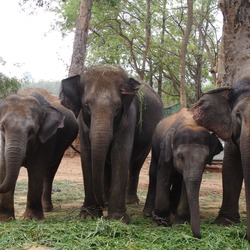 Asian Elephant Indian Elephant india