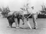 Asian Elephant Indian Elephant_caddy