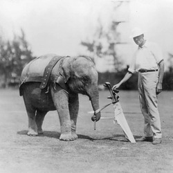 Asian Elephant Indian Elephant_caddy