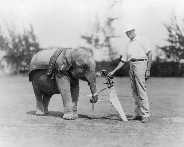 Asian Elephant Indian Elephant_caddy