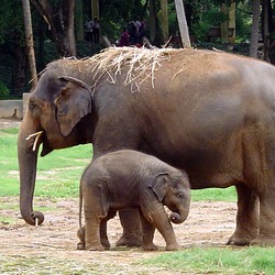 Asian Elephant Indian Elephant_indian_