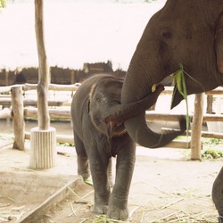 Asian Elephant Indian Elephant_mother_and_calf