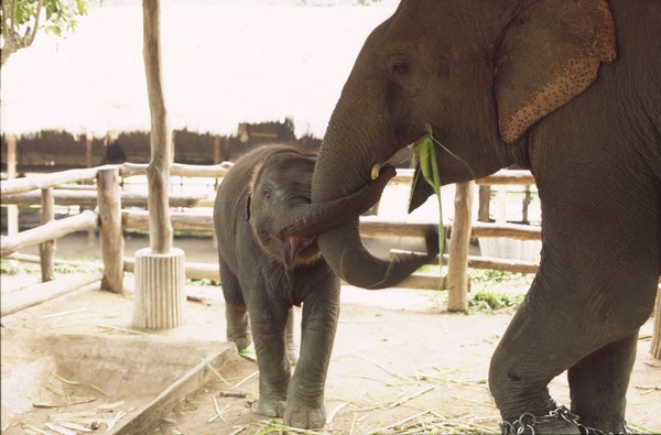 Asian Elephant Indian Elephant_mother_and_calf