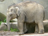 Asian Elephant Indian Elephas maximus Columbus Zoo