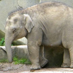 Asian Elephant Indian Elephas maximus Columbus Zoo