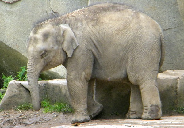 Asian Elephant Indian Elephas maximus Columbus Zoo